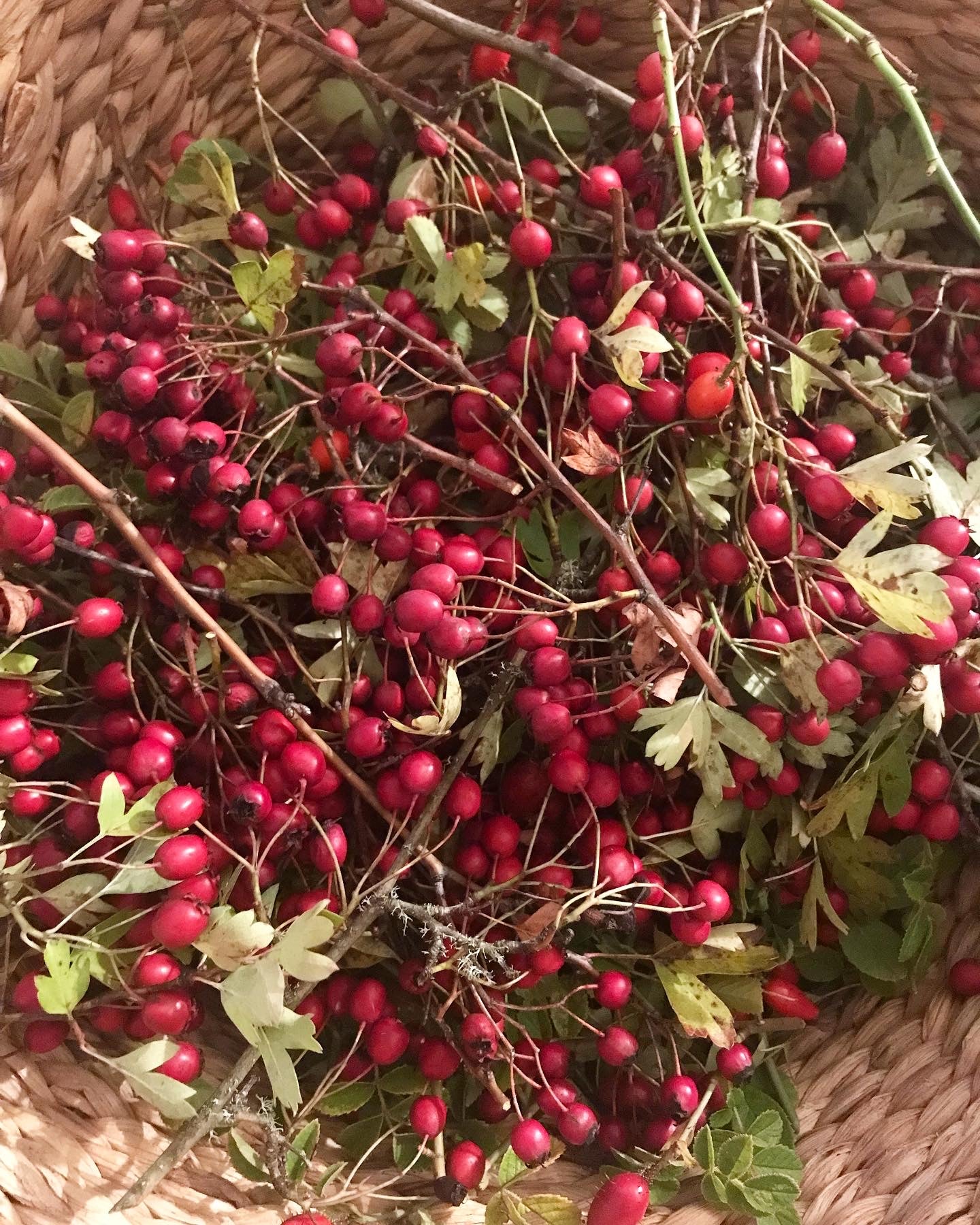 Restorative Wildcrafting Workshop