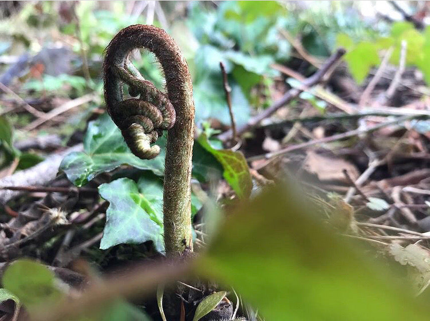 Spring Equinox Plant Walk