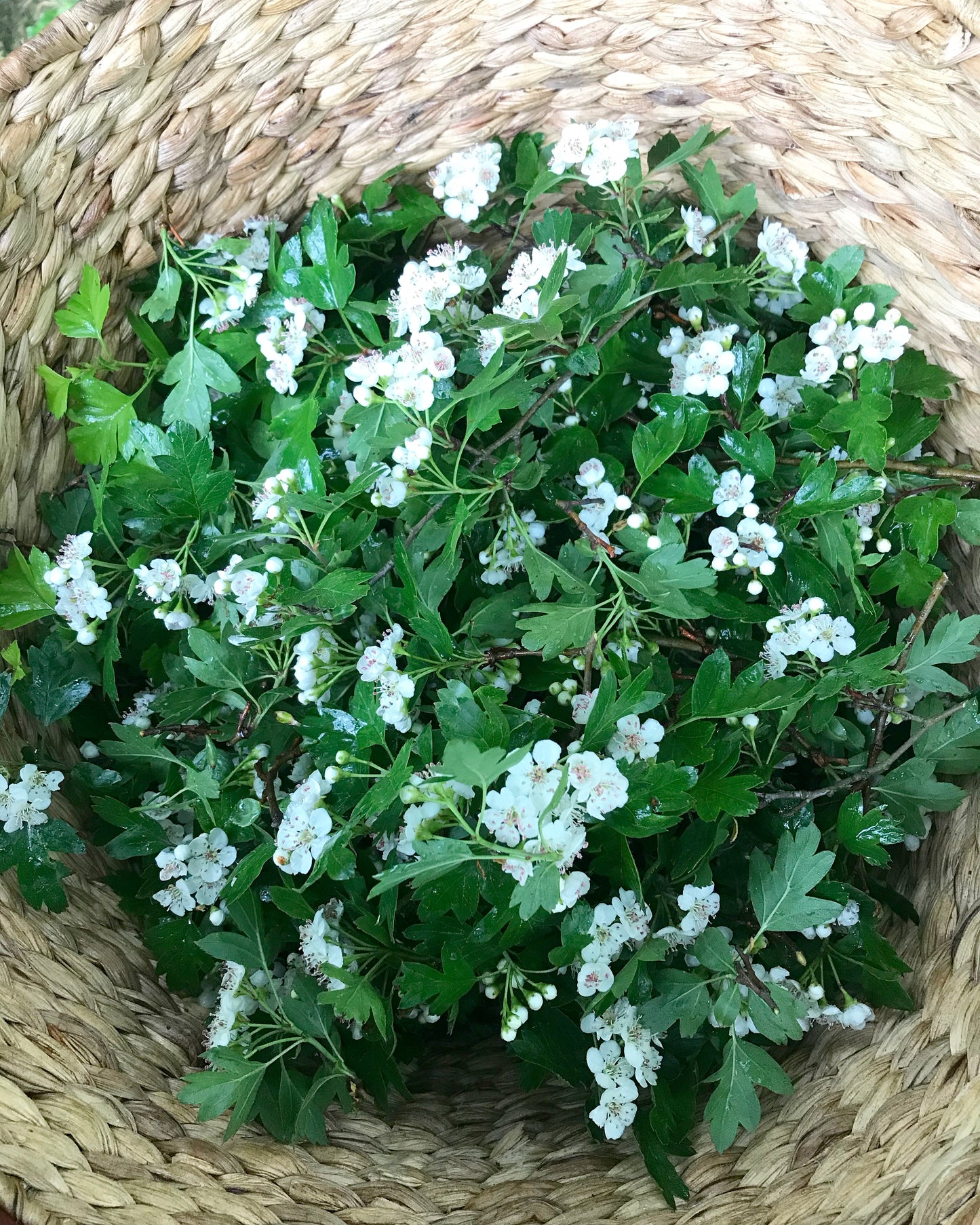 Restorative Wildcrafting Workshop