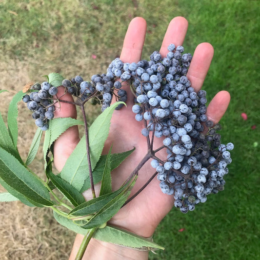 Elderberry