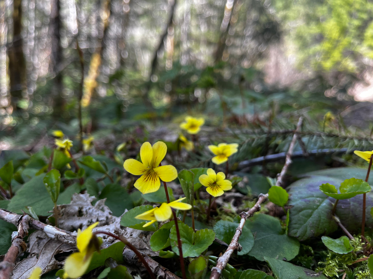 Mother's Day Plant Walk