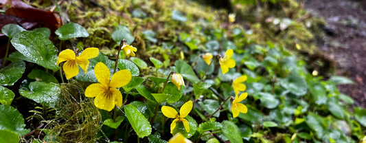 Violets - Viola sp.