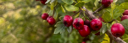 Hawthorn - Crataegus sp.