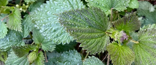 Stinging Nettle - Urtica dioica