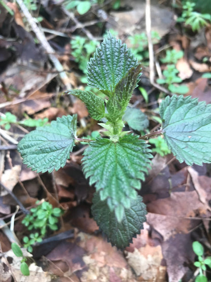 Nettle Leaf