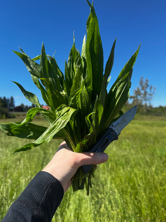 Plantain