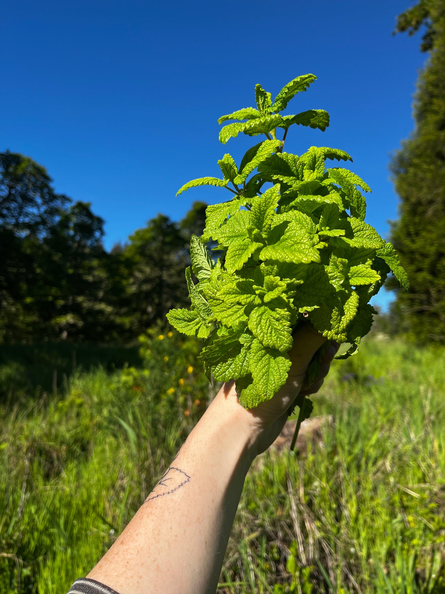 Lemon Balm