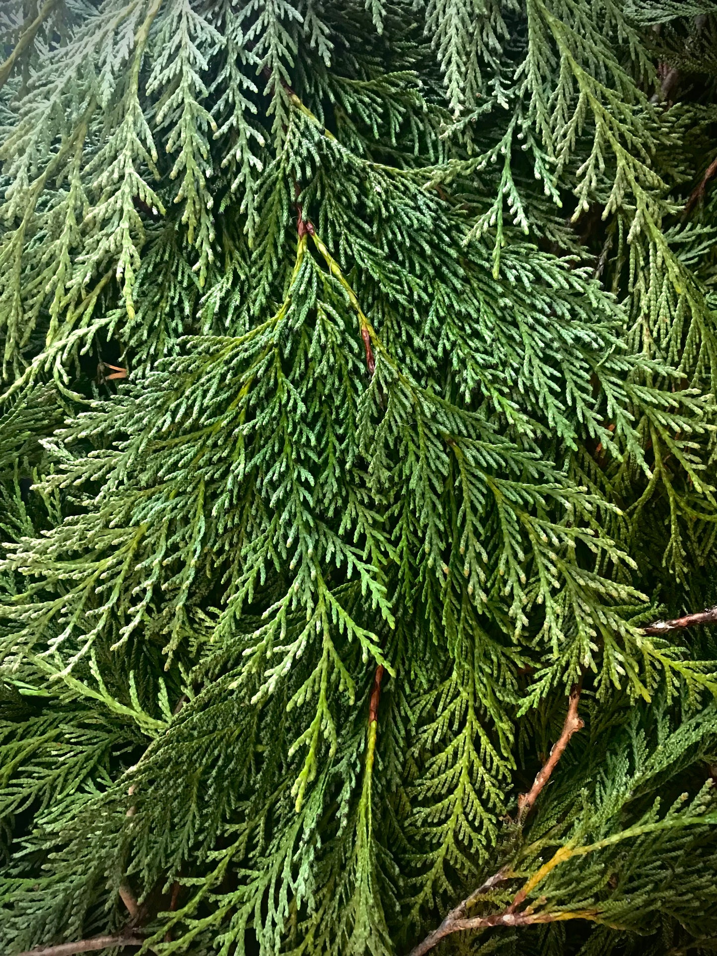 Western Redcedar (Thuja)