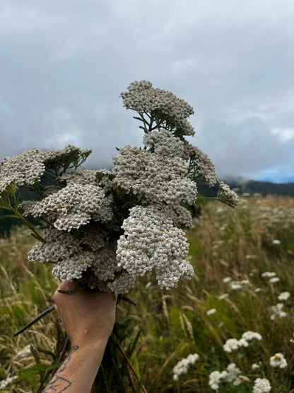 Yarrow