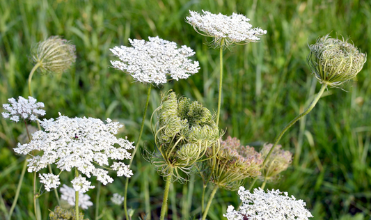 Restorative Wildcrafting Workshop