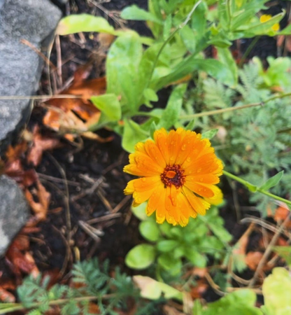 Herbal Oil: Calendula