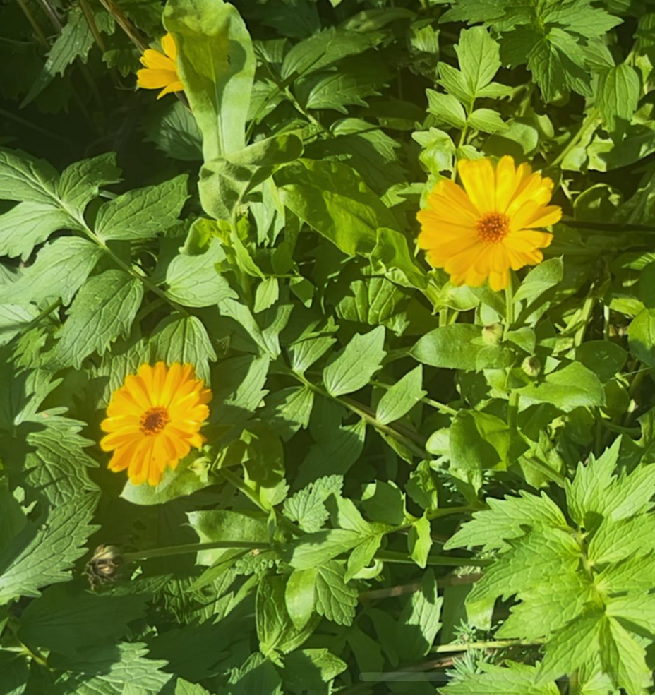 Herbal Oil: Calendula