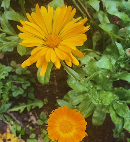 Herbal Oil: Calendula