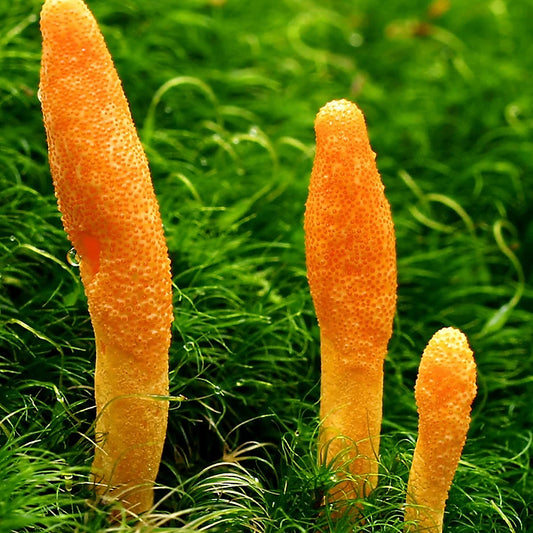 Mushroom Extract: Cordyceps