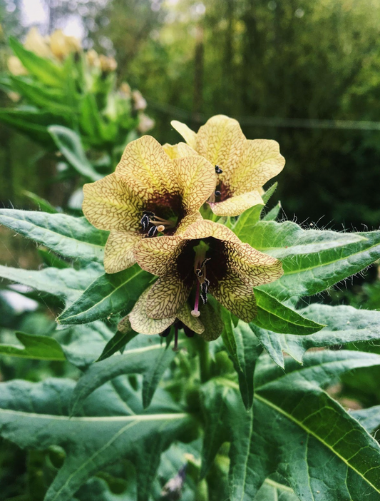 Flower Essence: Henbane