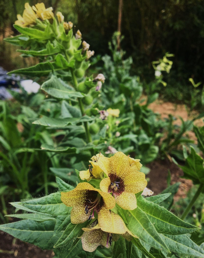 Flower Essence: Henbane