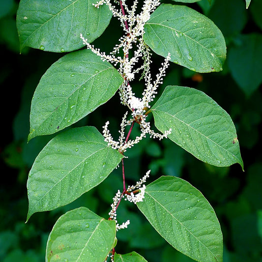 Single Extract: Japanese Knotweed