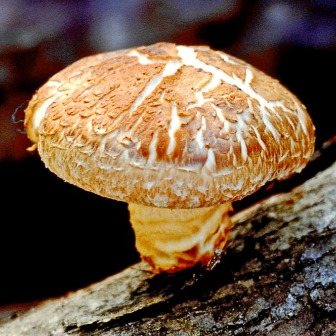 Mushroom Extract: Shiitake