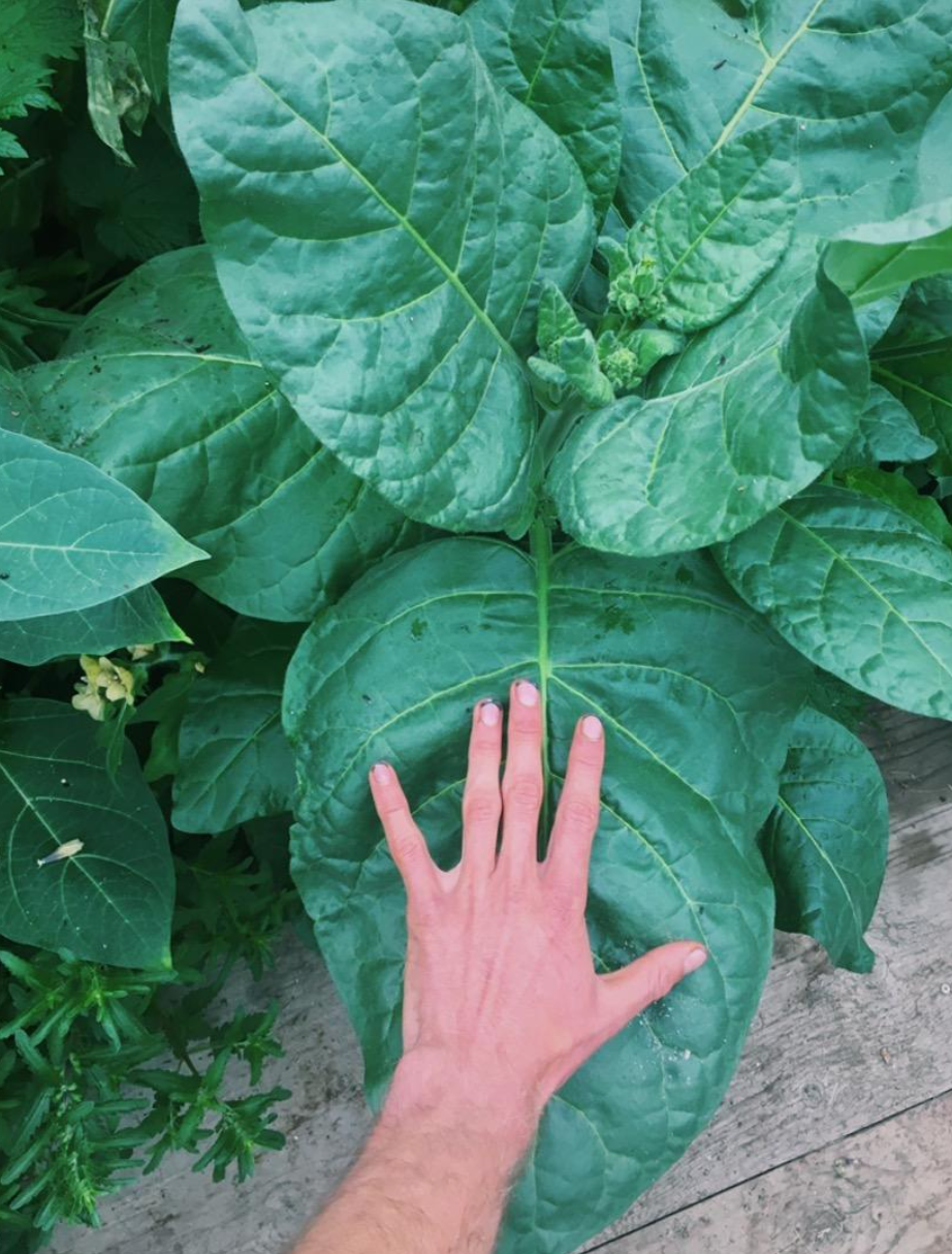 Flower Essence: Tobacco