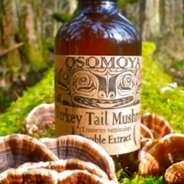 Mushroom Extract: Turkey Tail